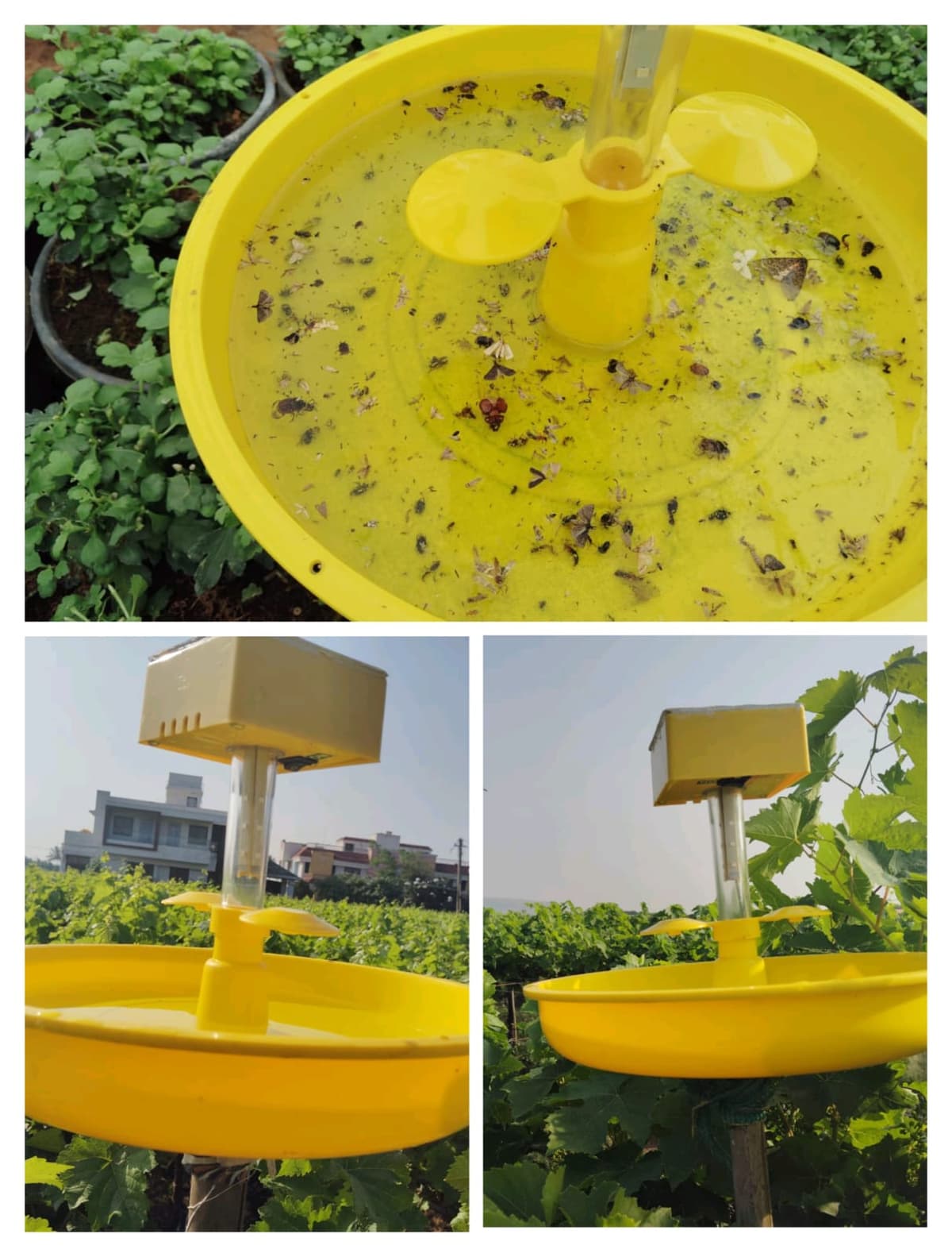 मिनी सौर ऊर्जा ट्रॅप ( Mini Solar Energy Trap ) उपलब्ध