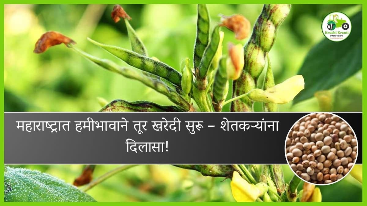 महाराष्ट्रात हमीभावाने तूर खरेदी सुरू, शेतकऱ्यांना दिलासा…!