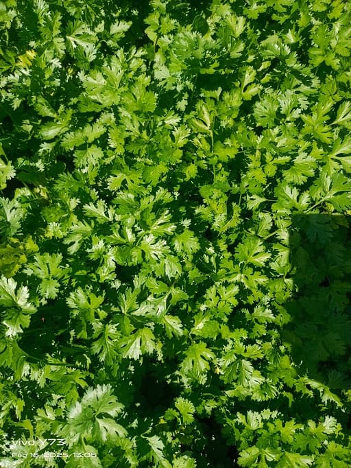 कोथिंबीर बियाणे होलसेल दरात उपलब्ध