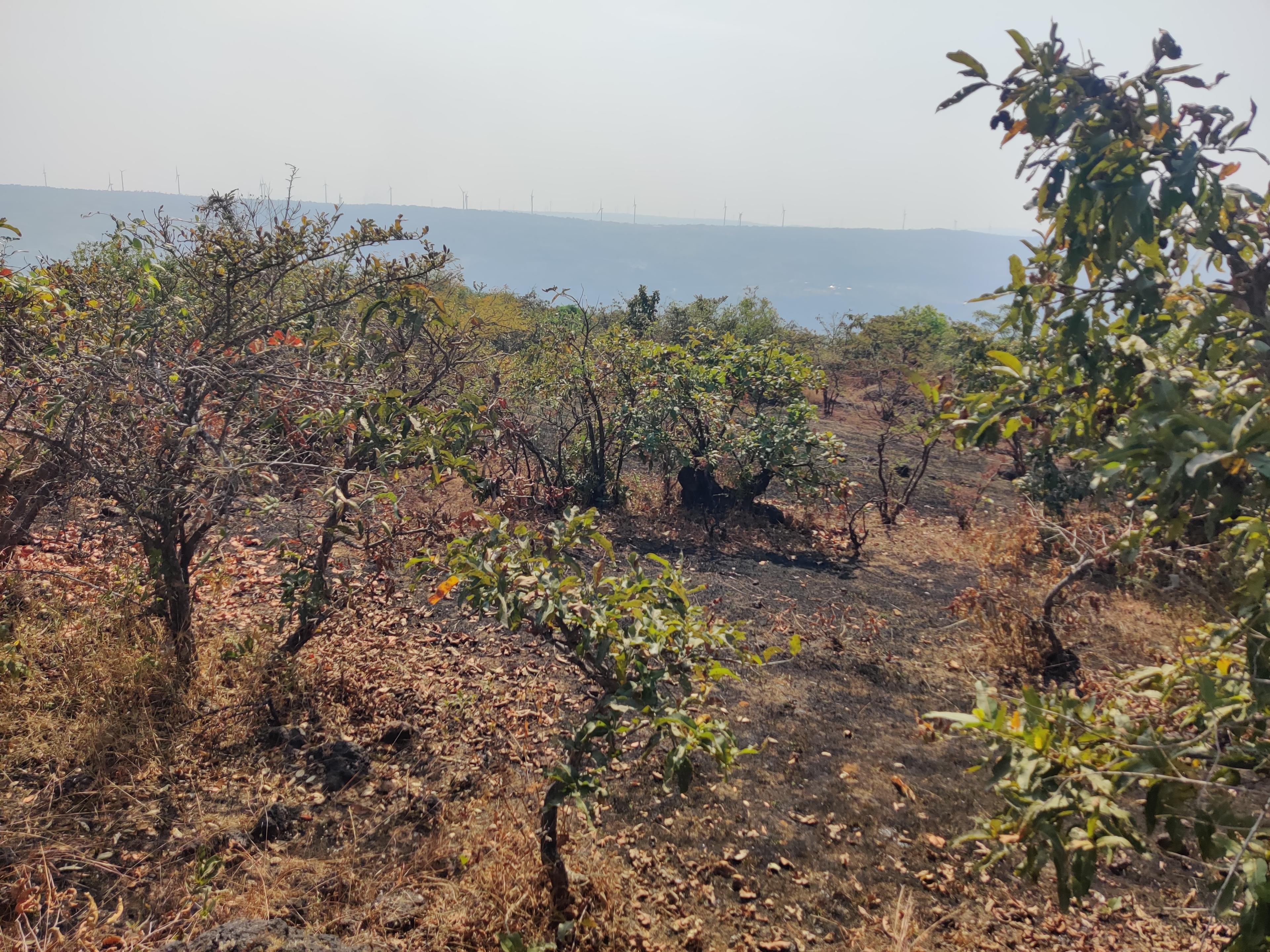 सातारा जिल्ह्यामध्ये शेत जमीन विकणे आहे