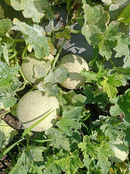 कच्चे खरबूज विकणे आहे