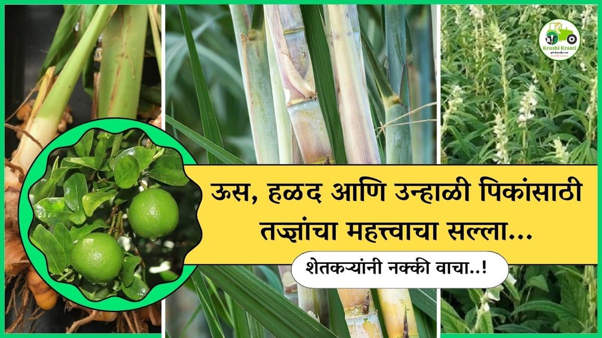 ऊस, हळद आणि उन्हाळी तिळासाठी तज्ज्ञांचा महत्त्वाचा सल्ला, शेतकऱ्यांनी आवर्जून वाचा…!