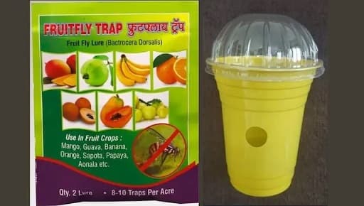 फळमाशीचा कायमचा बंदोबस्त!