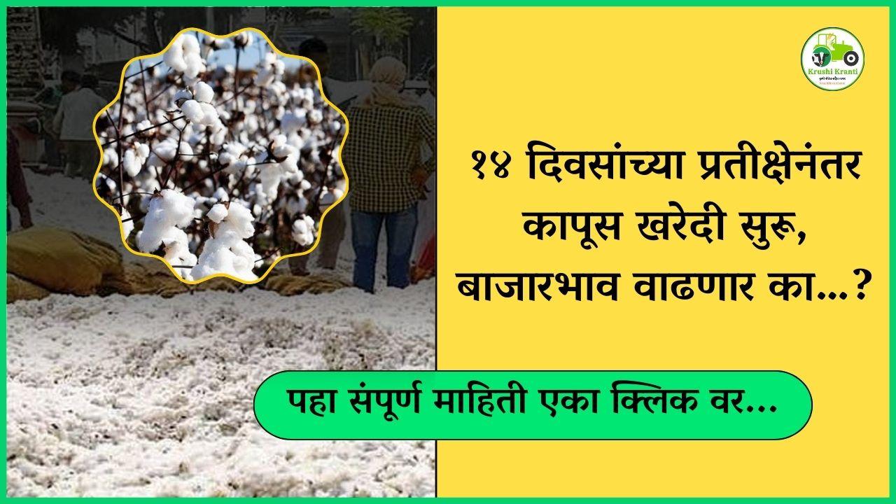 १४ दिवसांच्या प्रतीक्षेनंतर कापूस खरेदी सुरू, बाजारभाव वाढणार का…?