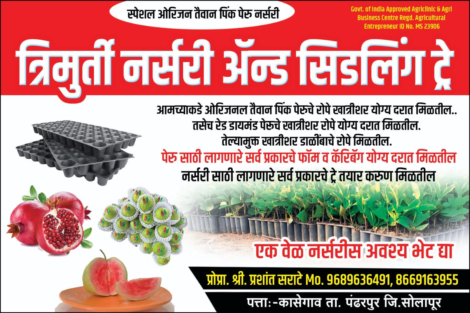 त्रिमूर्ती नर्सरी कासेगाव पंढरपूर 