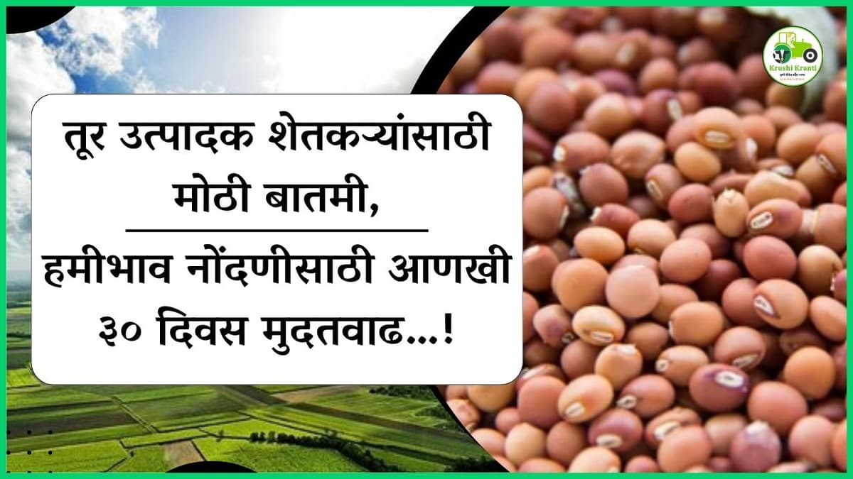 तूर उत्पादक शेतकऱ्यांसाठी मोठी बातमी, हमीभाव नोंदणीसाठी आणखी ३० दिवस मुदतवाढ…!