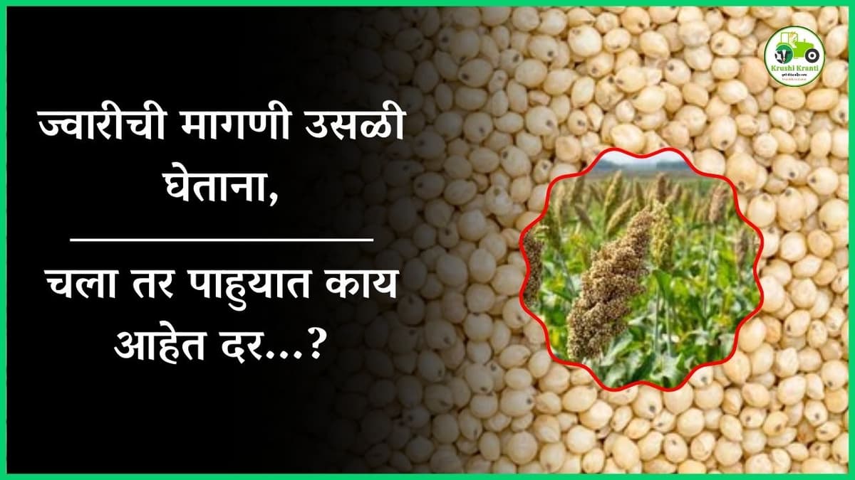 ज्वारीची मागणी उसळी घेताना, चला तर पाहुयात काय आहेत दर...?