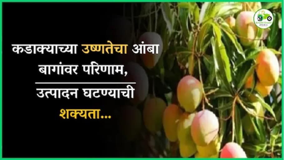 कडाक्याच्या उष्णतेचा आंबा बागांवर परिणाम, उत्पादन घटण्याची शक्यता…