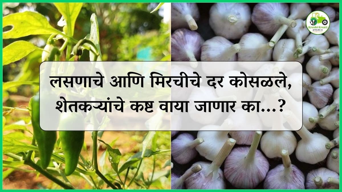 लसणाचे आणि मिरचीचे दर कोसळले, शेतकऱ्यांचे कष्ट वाया जाणार का...?