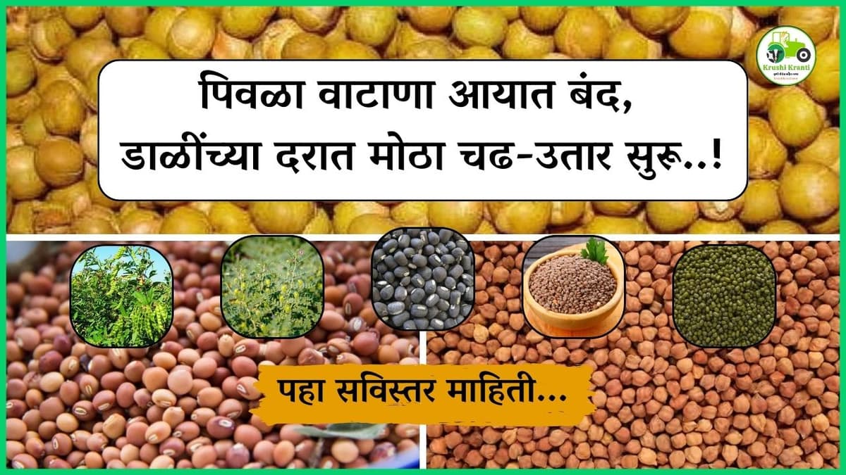 पिवळा वाटाणा आयात बंद, डाळींच्या दरात मोठा चढ-उतार…!