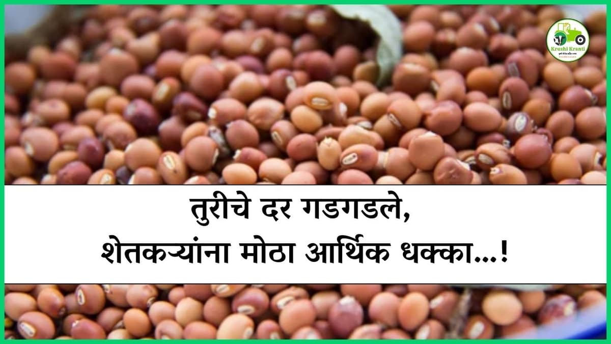 तुरीचे दर गडगडले, शेतकऱ्यांना मोठा आर्थिक धक्का…!