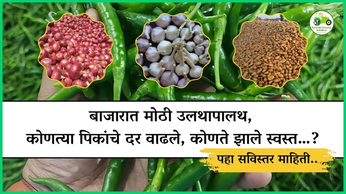 बाजारात मोठी उलथापालथ, कोणत्या पिकांचे दर वाढले, कोणते झाले स्वस्त…?
