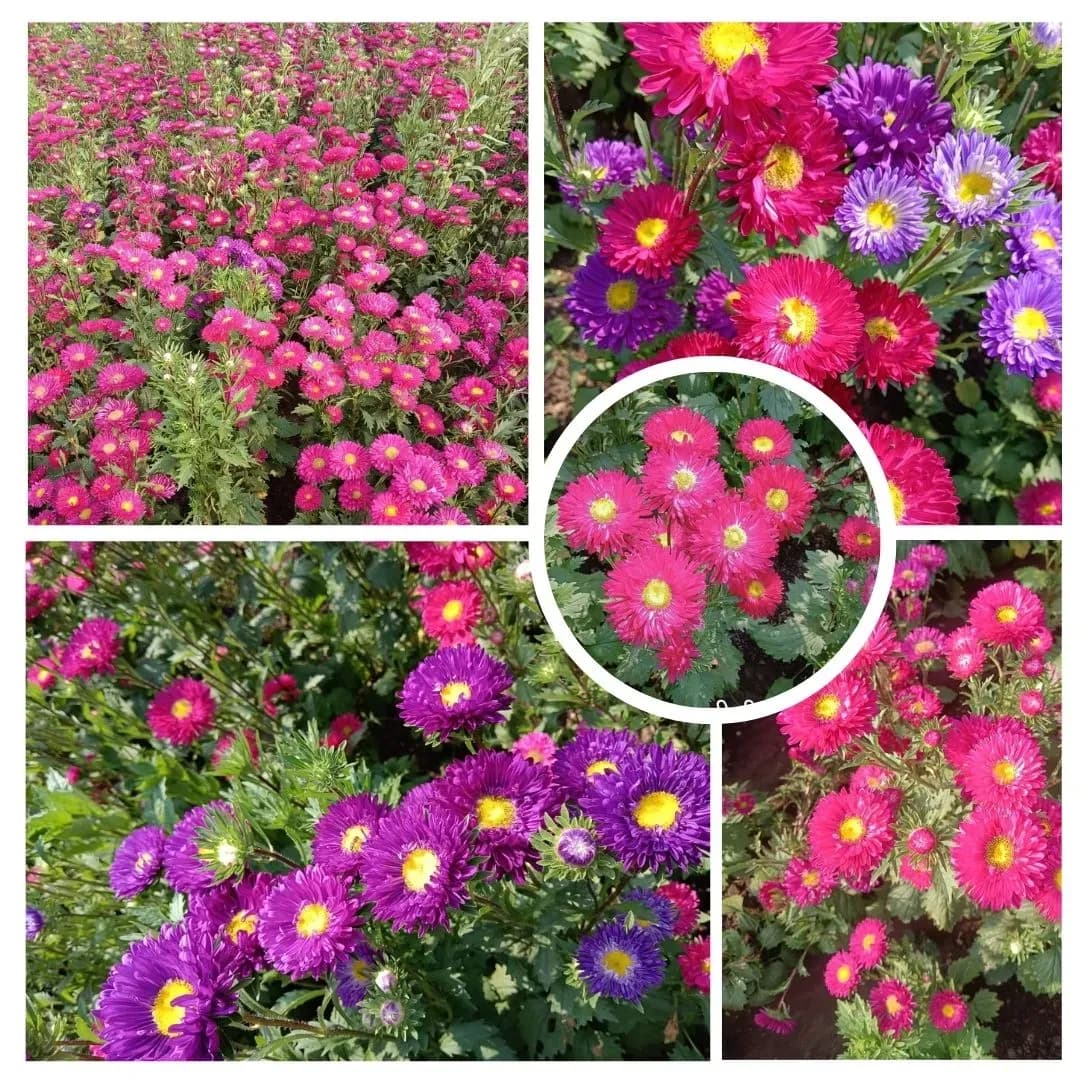 उत्कृष्ट दर्जाचे आस्टरच्या बी उपलब्ध! 