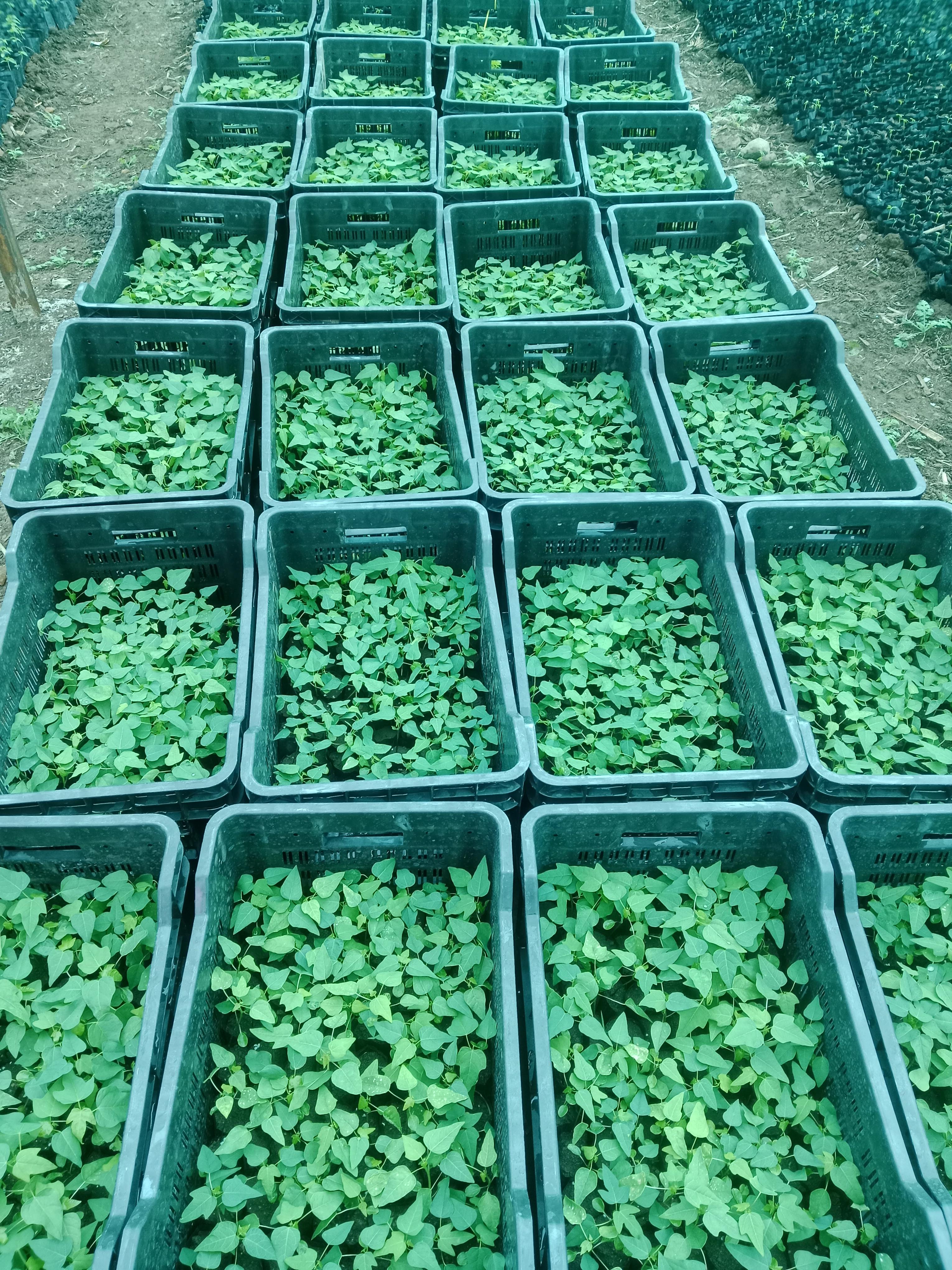 15 नंबर पपईचे रोपे विकणे आहे 