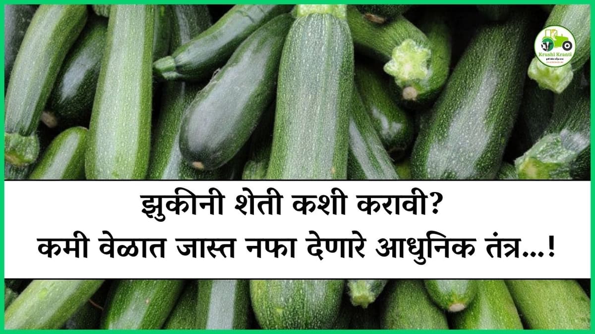 झुकीनी शेती कशी करावी? कमी वेळात जास्त नफा देणारे आधुनिक तंत्र…!