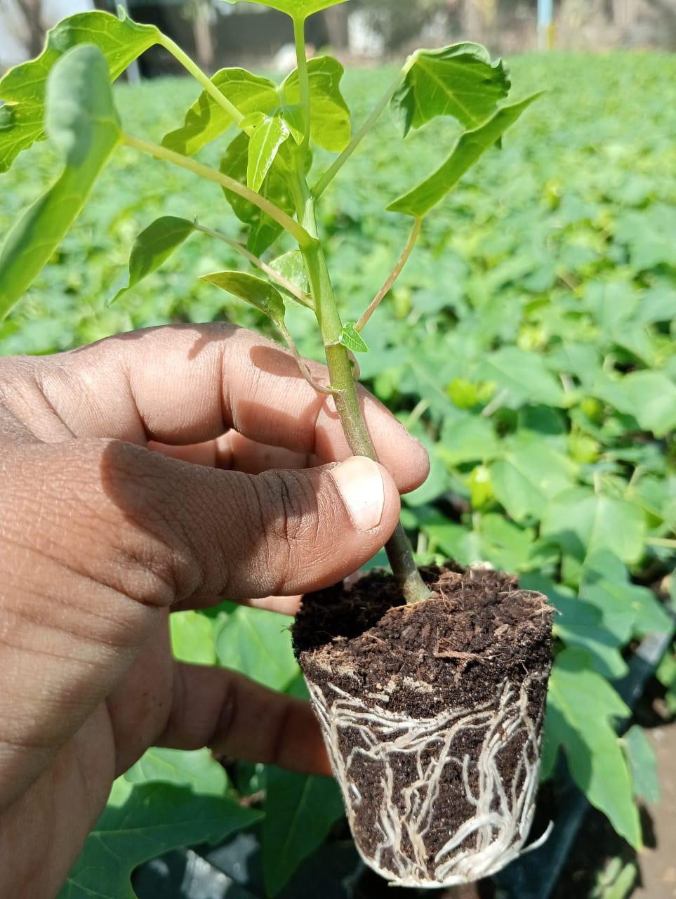 15 नंबर पपई विकणे आहे 