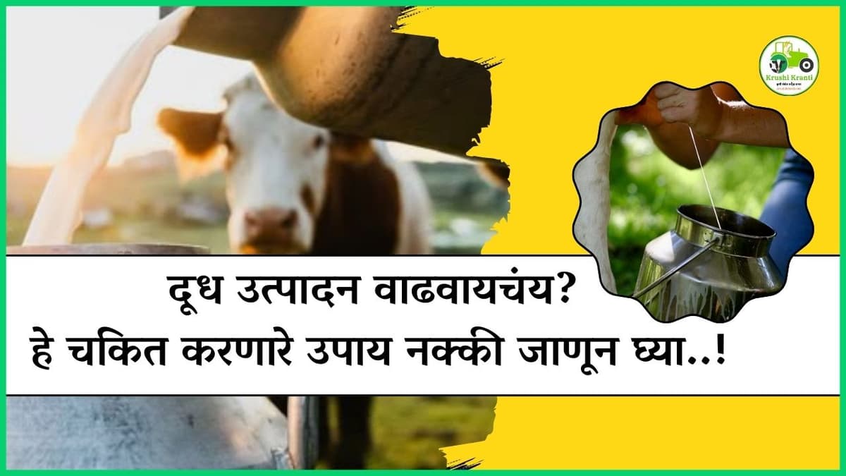 उन्हाळ्यात दूध उत्पादन वाढवण्यासाठी हे सोपे उपाय वापरा…!
