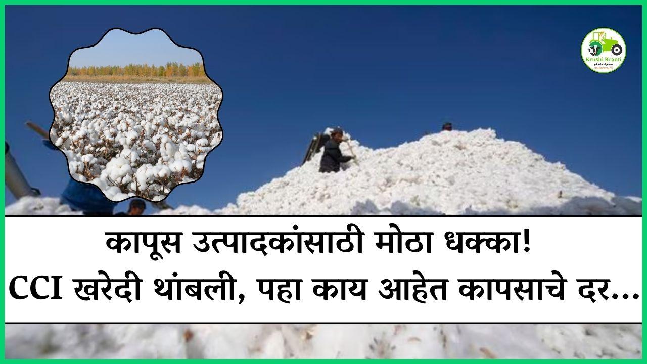 कापूस उत्पादकांसाठी मोठा धक्का! CCI खरेदी थांबली, पहा काय आहेत दर...