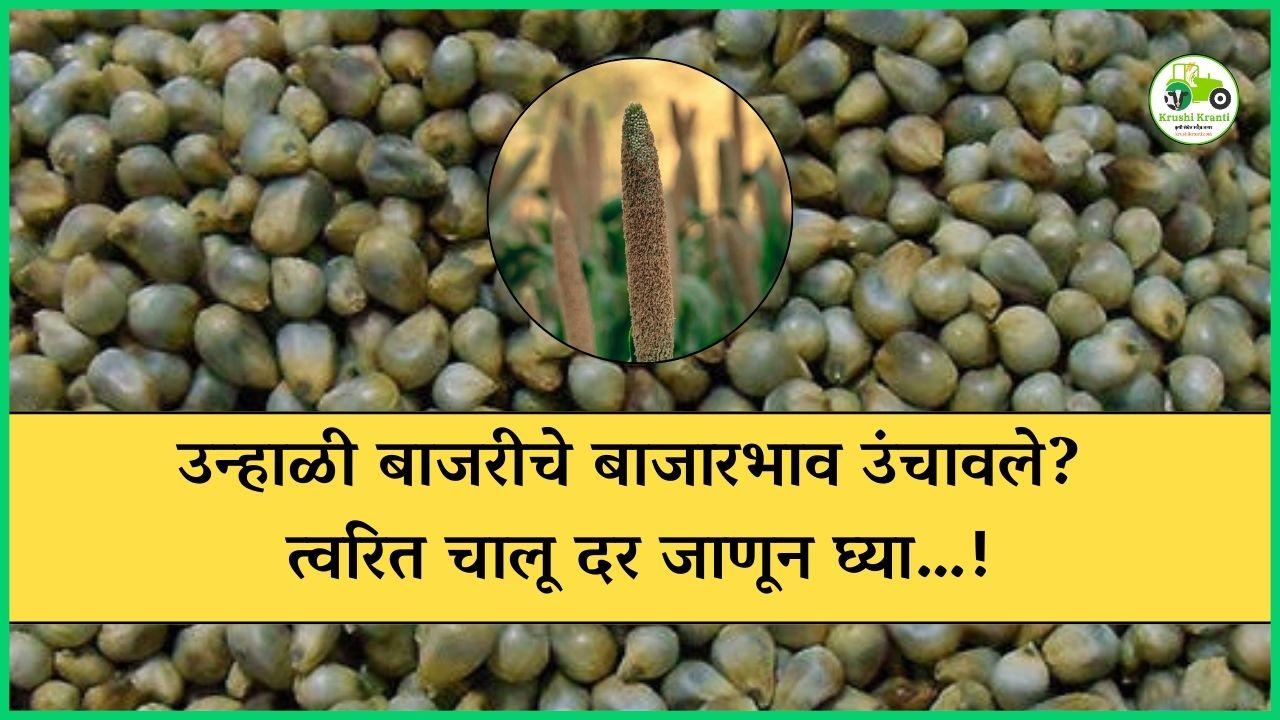 उन्हाळी बाजरीचे बाजारभाव उंचावले? त्वरित चालू दर जाणून घ्या…!