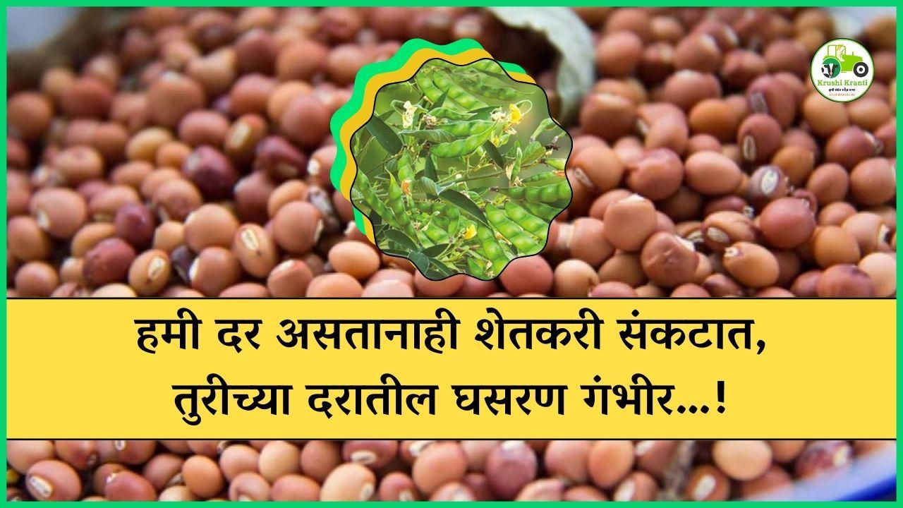 हमी दर असतानाही शेतकरी संकटात, तुरीच्या दरातील घसरण गंभीर…!
