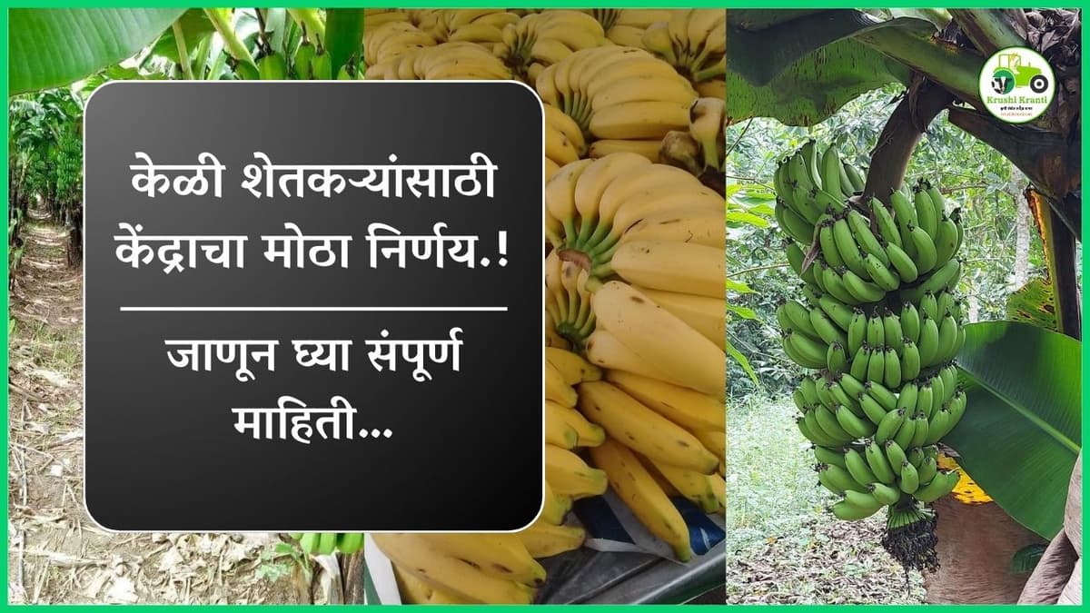 केळी उत्पादक शेतकऱ्यांसाठी केंद्र सरकारचा मोठा निर्णय, जाणून घ्या संपूर्ण माहिती…