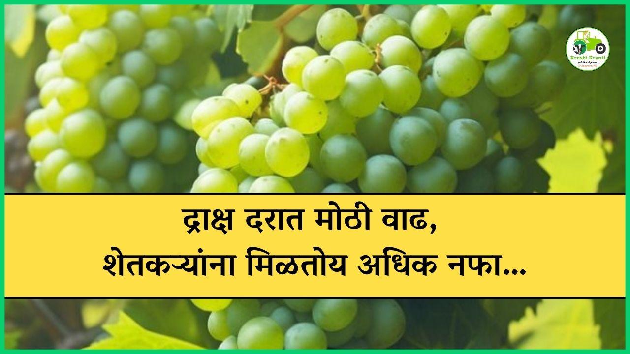 द्राक्ष दरात मोठी वाढ, शेतकऱ्यांना मिळतोय अधिक नफा…