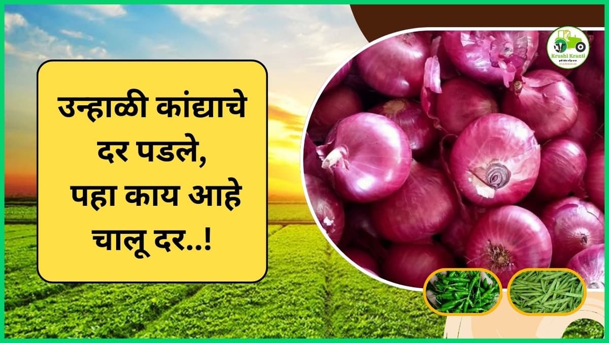 उन्हाळी कांद्याचे दर पडले, पण गवार-मिरची तेजीत, पहा काय आहे चालू दर..!
