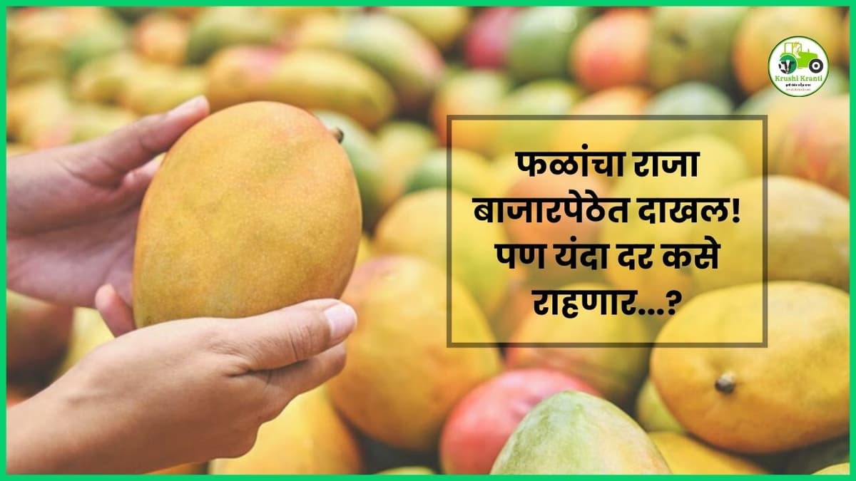 फळांचा राजा बाजारपेठेत दाखल! पण यंदा दर कसे राहणार...?