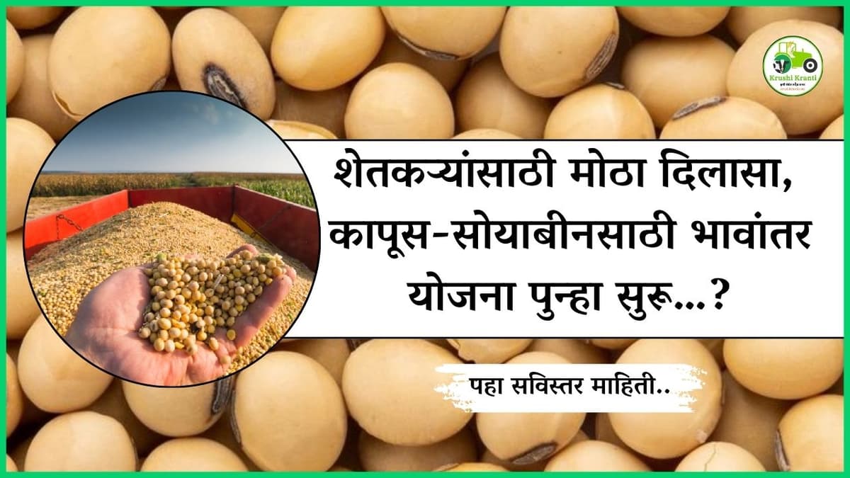 शेतकऱ्यांसाठी मोठा दिलासा! कापूस-सोयाबीनसाठी भावांतर योजना पुन्हा सुरू…?