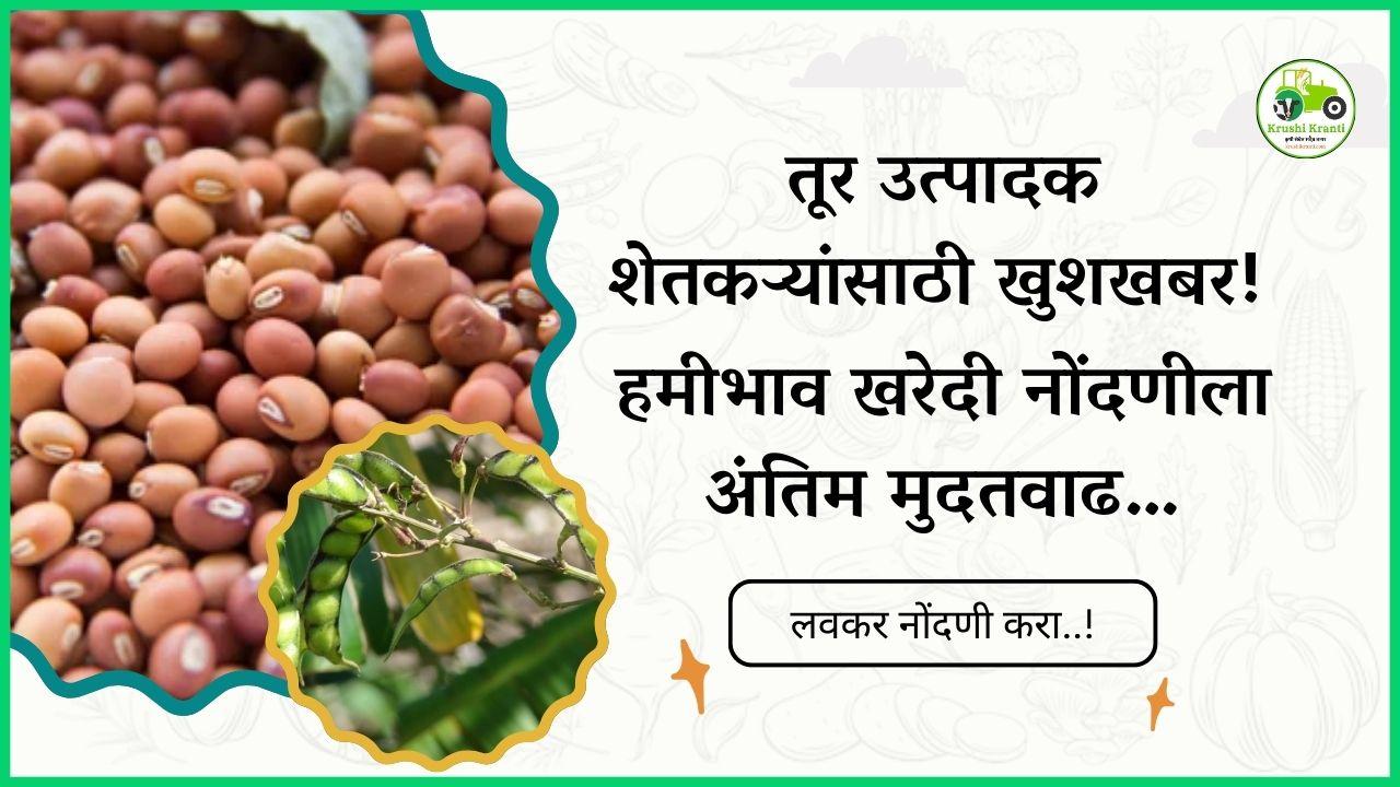 तूर उत्पादक शेतकऱ्यांसाठी खुशखबर! हमीभाव खरेदी नोंदणीला अंतिम मुदतवाढ…