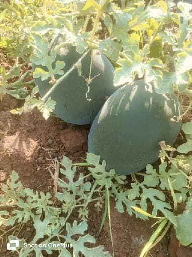 कलिंगड विकणे आहे