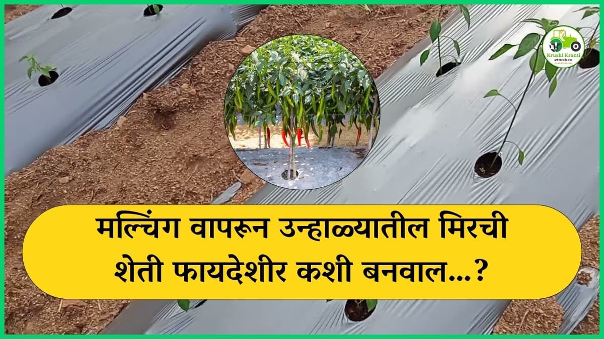 मल्चिंग वापरून उन्हाळ्यातील मिरची शेती फायदेशीर कशी बनवाल…?