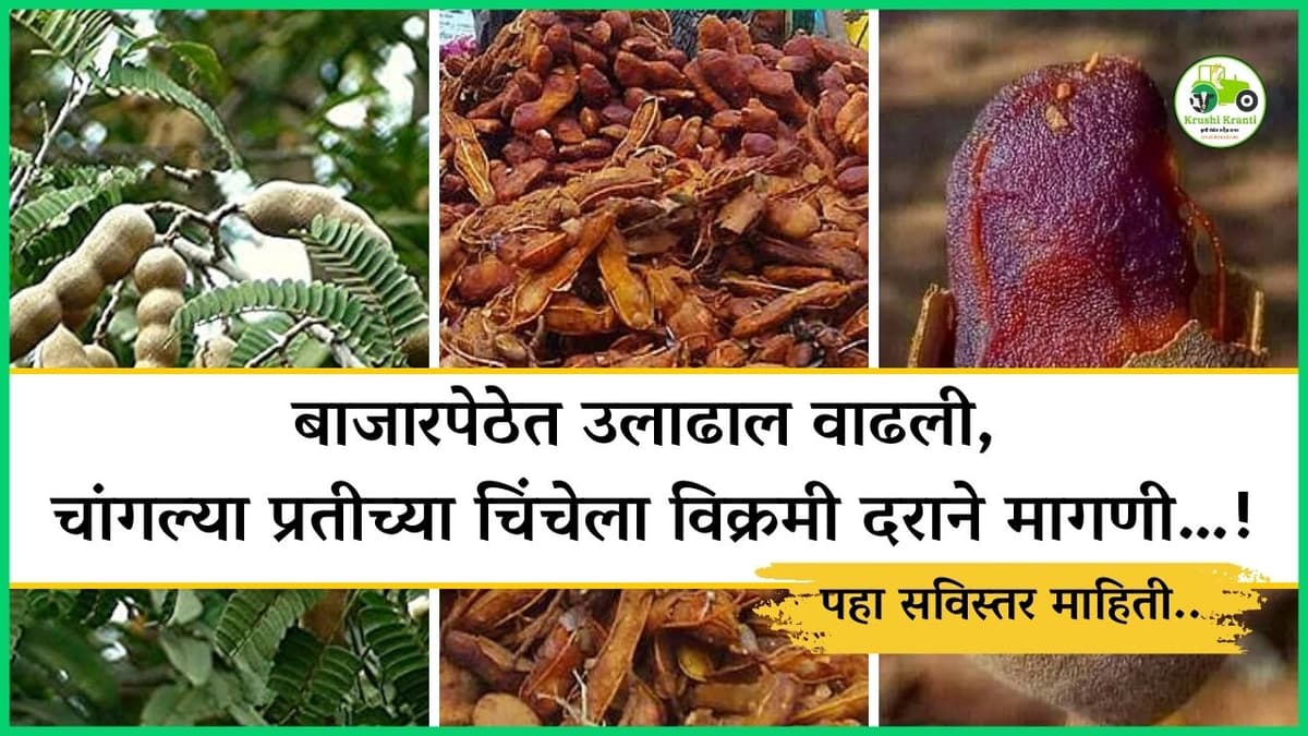 बाजारपेठेत उलाढाल वाढली, चांगल्या प्रतीच्या चिंचेला विक्रमी दराने मागणी…!