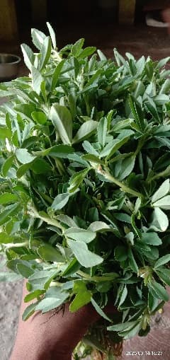 मेथी विकणे आहे 