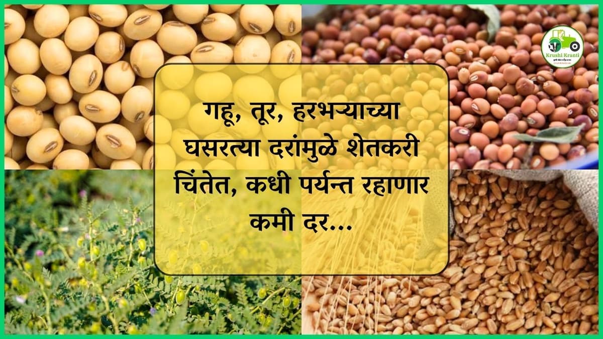 गहू, तूर, हरभऱ्याच्या घसरत्या दरांमुळे शेतकरी चिंतेत…