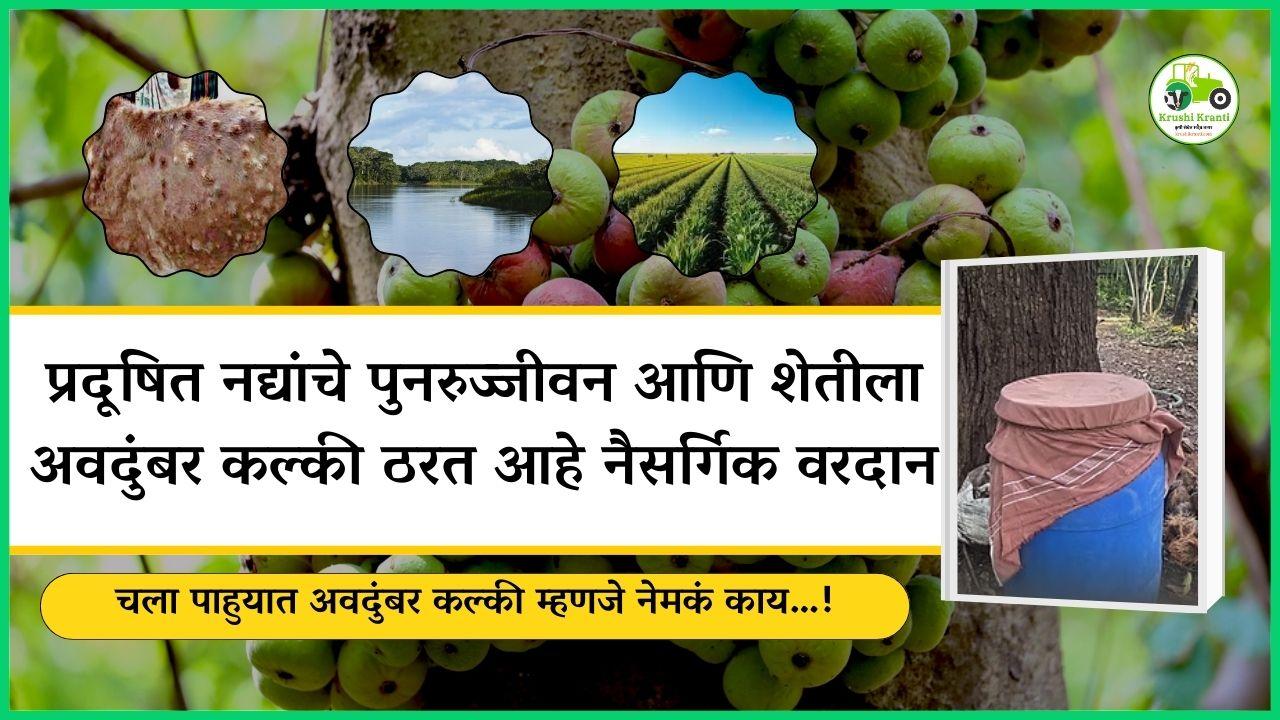प्रदूषित नद्यांचे पुनरुज्जीवन आणि शेतीला अवदुंबर कल्की ठरत आहे नैसर्गिक वरदान, चला पाहुयात नेमकं अवदुंबर कल्की म्हणजे काय…!