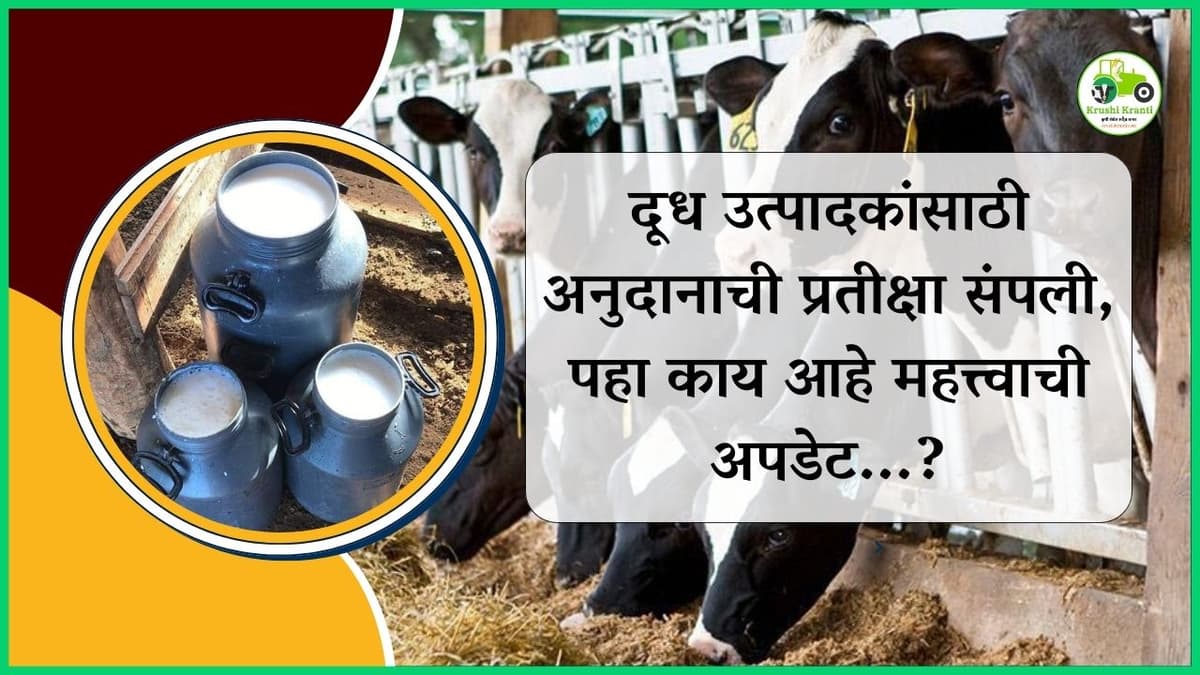 दूध उत्पादकांसाठी अनुदानाची प्रतीक्षा संपली, पहा काय आहे महत्त्वाची अपडेट...?