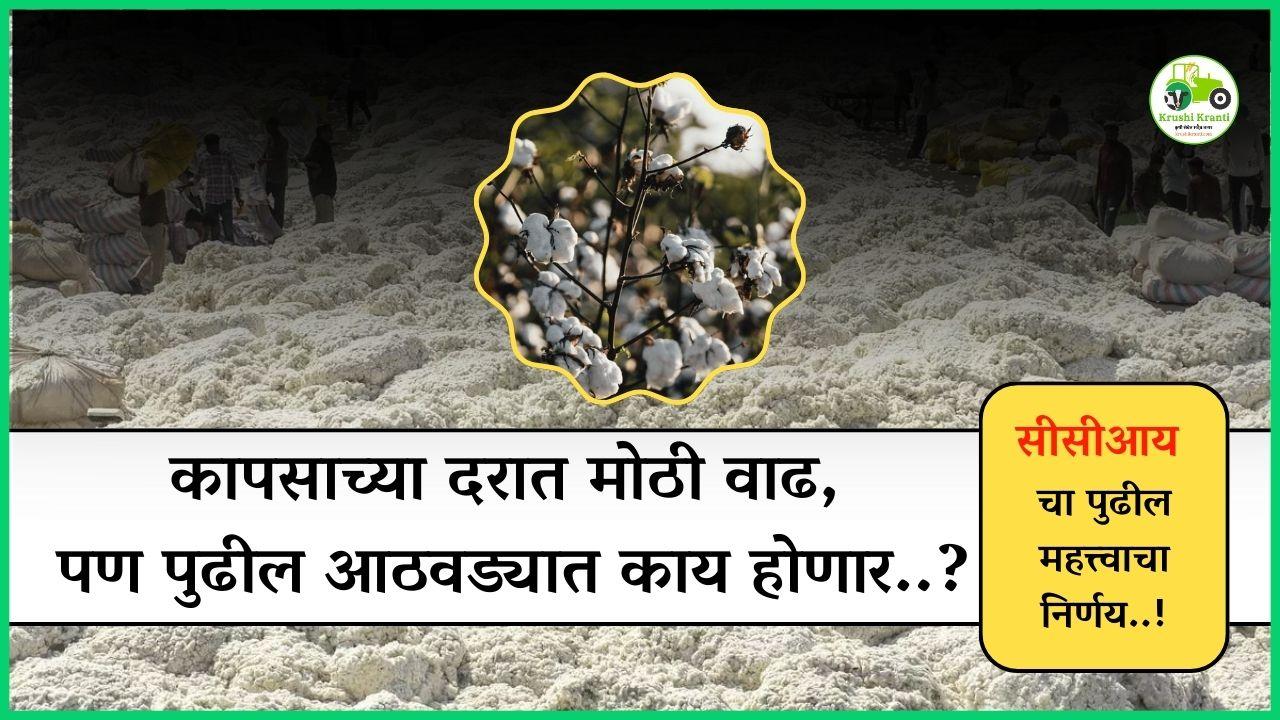 कापसाच्या दरात मोठी वाढ, पण पुढील आठवड्यात काय होणार?