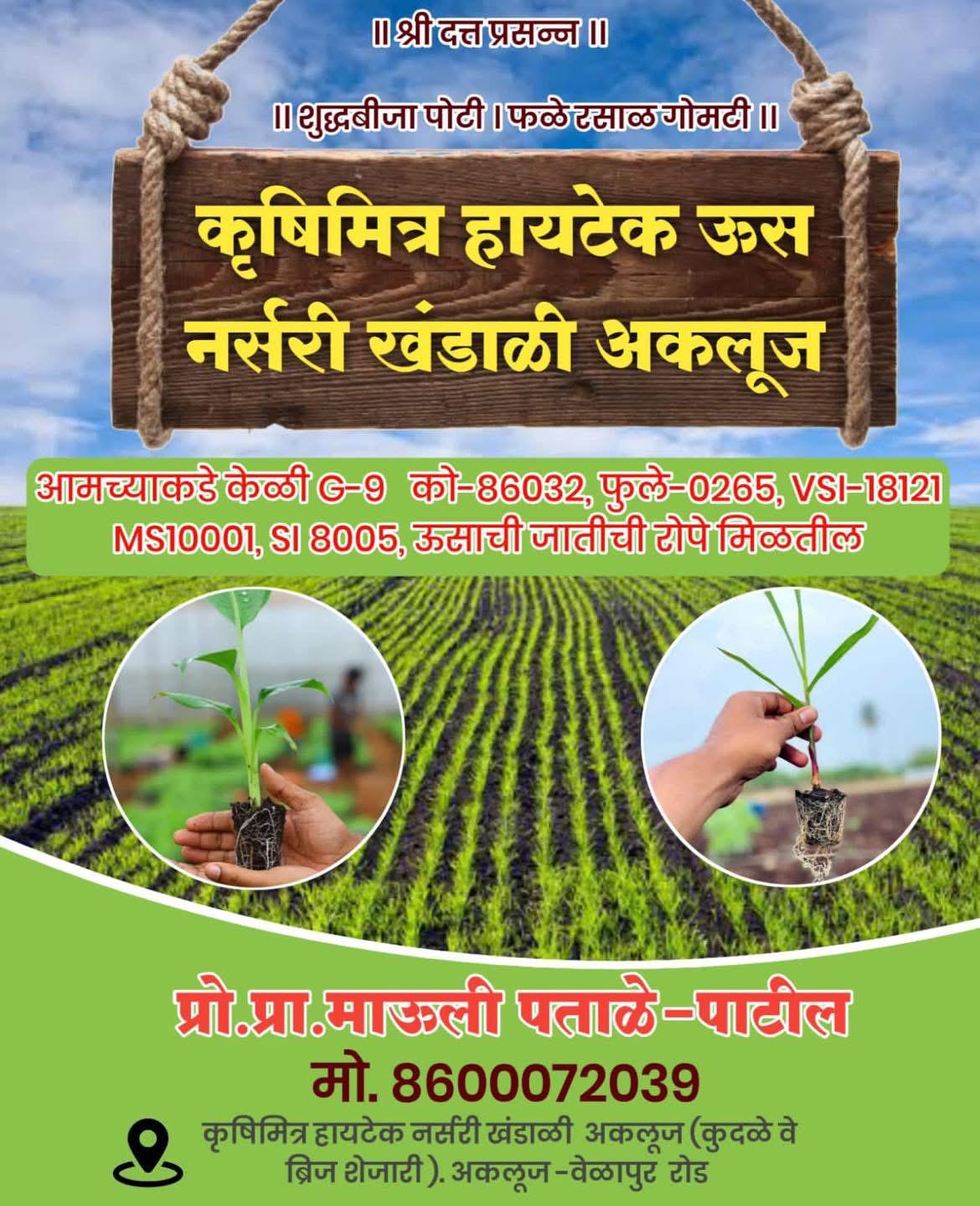 कृषिमित्र हायटेक ऊस नर्सरी खंडाळी अकलूज