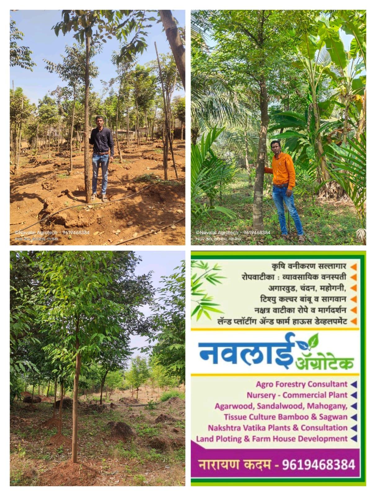 अगारवुड (उद) आणि रक्तचंदन लागवड – कमी जागेत जास्त कमाई!