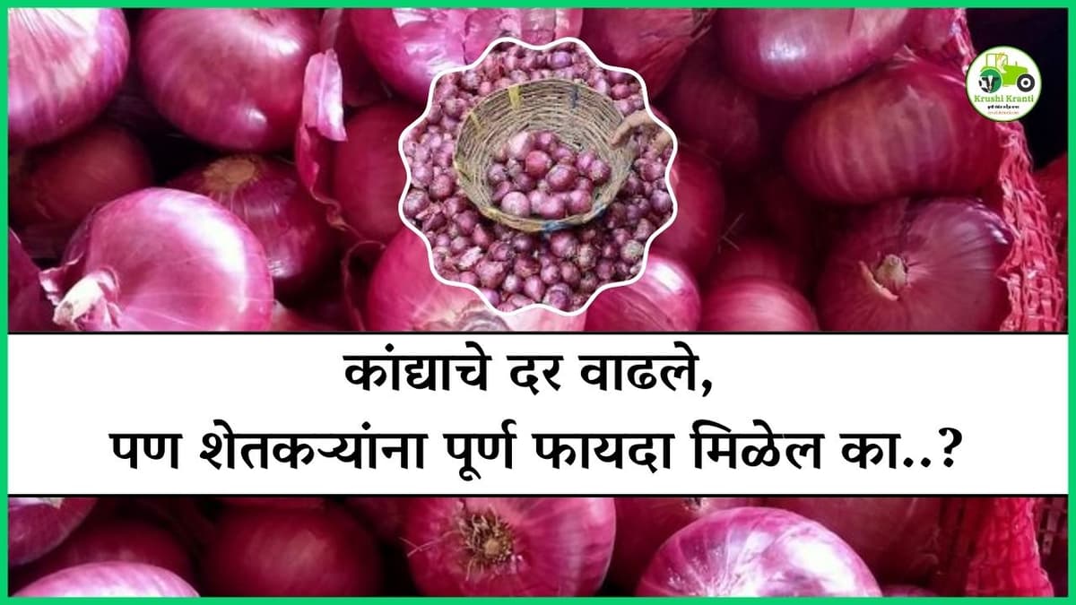कांद्याचे दर वाढले, पण शेतकऱ्यांना पूर्ण फायदा मिळेल का..?