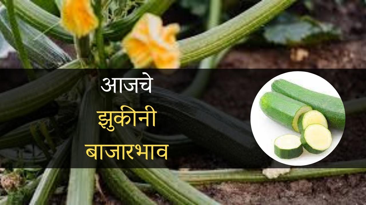 आजचे झुकीनी बाजारभाव