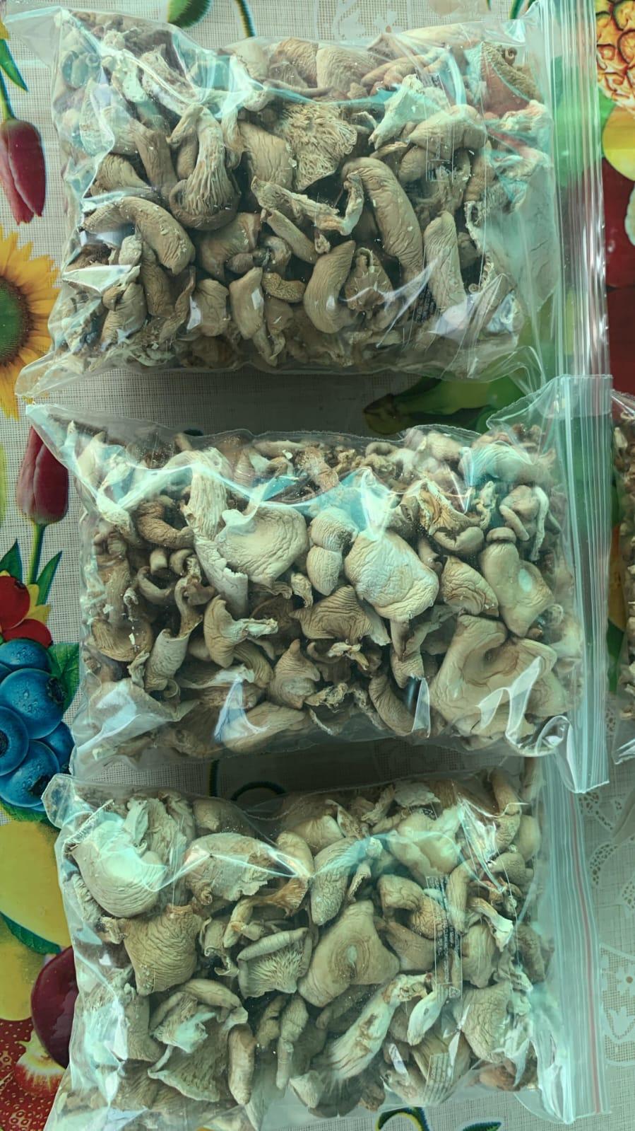 गिजा सेंद्रिय मशरूम फार्म