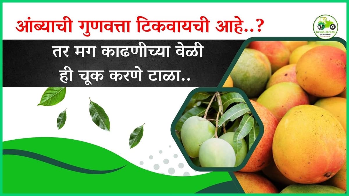 आंब्याची गुणवत्ता टिकवण्यासाठी काढणी कशी करावी? महत्त्वाचे उपाय जाणून घ्या…!