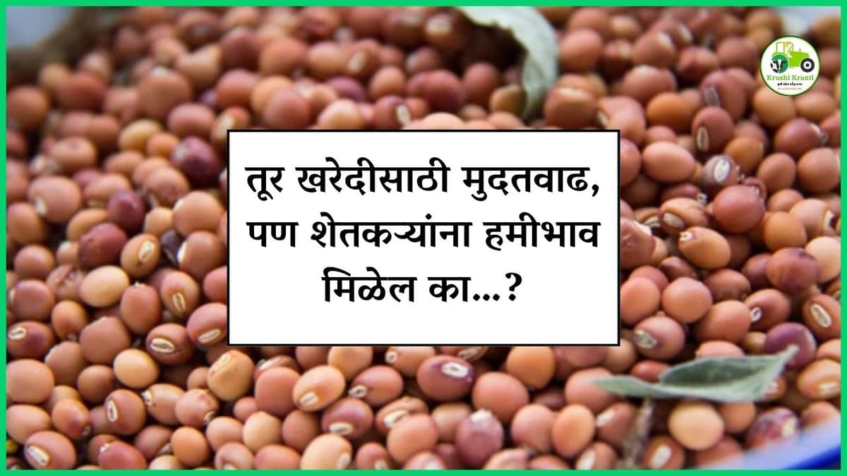 तूर खरेदीसाठी मुदतवाढ, पण शेतकऱ्यांना हमीभाव मिळेल का…?