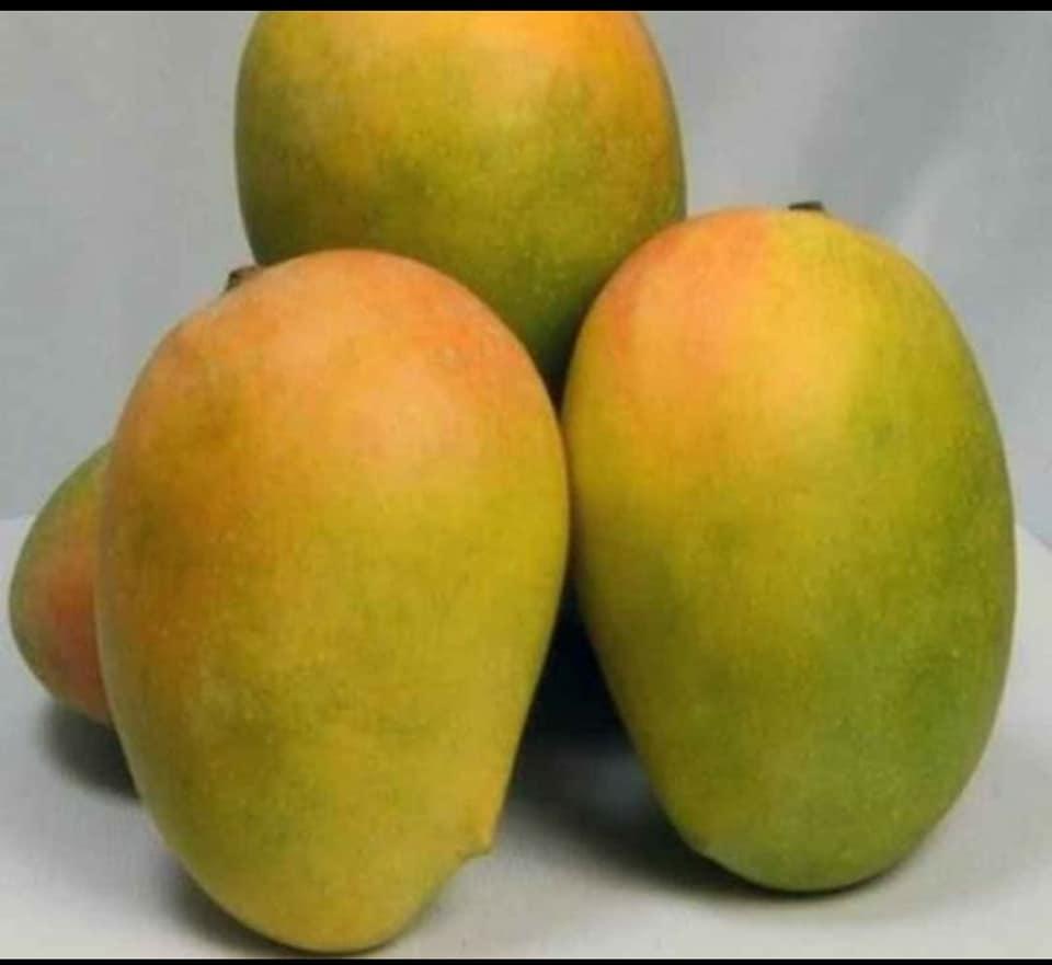 🥭मराठवाडा केशर आंबा होलसेल दरात उपलब्ध
