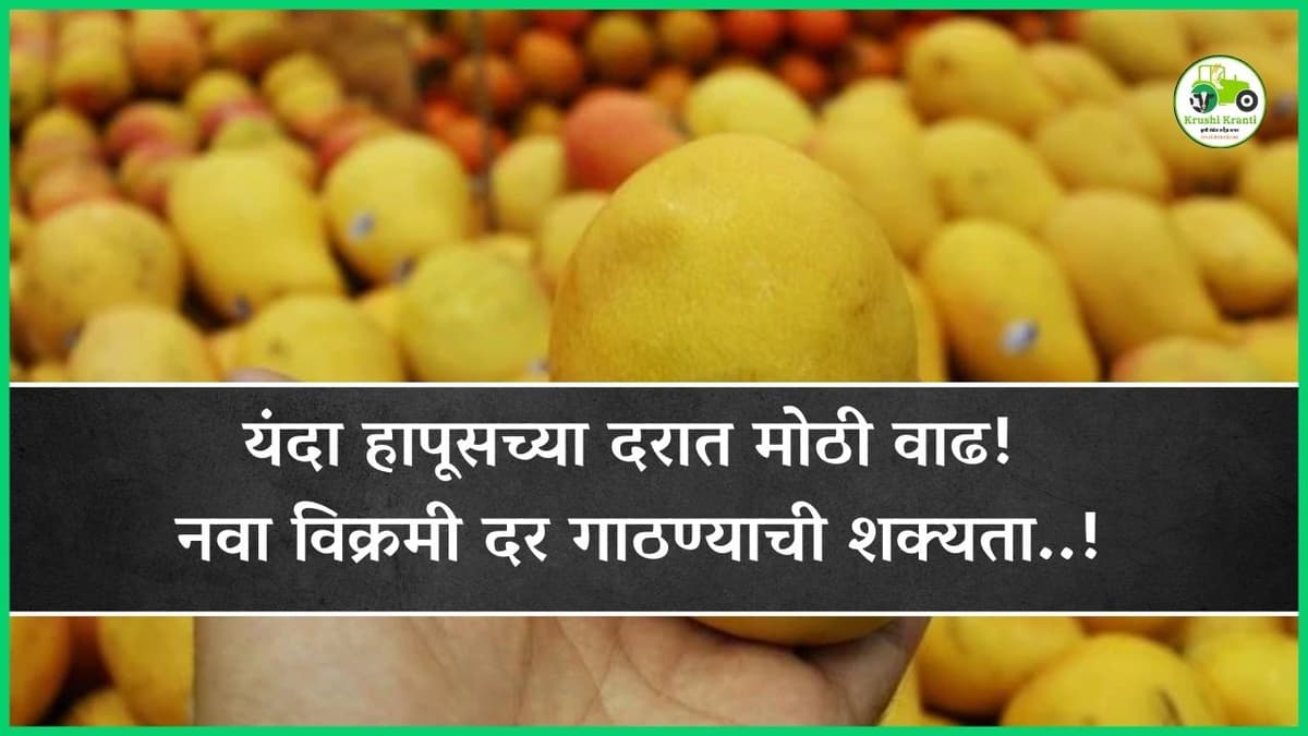 यंदा हापूसच्या दरात मोठी वाढ! नवा विक्रमी दर गाठण्याची शक्यता..!