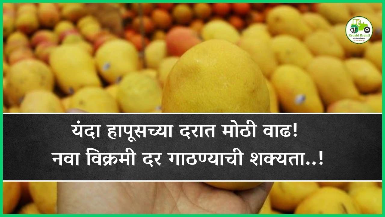 यंदा हापूसच्या दरात मोठी वाढ! नवा विक्रमी दर गाठण्याची शक्यता..!