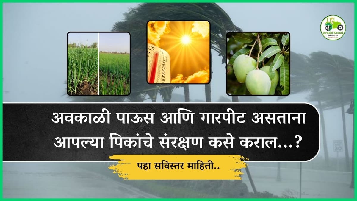 अवकाळी पाऊस आणि गारपीट असताना आपल्या पिकांचे संरक्षण कसे कराल...?