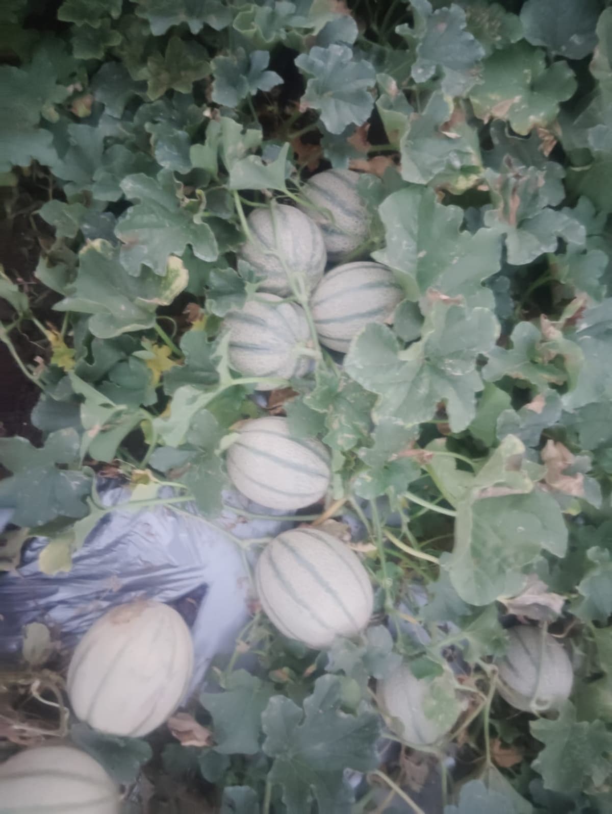 विजय खरबूज विकणे आहे